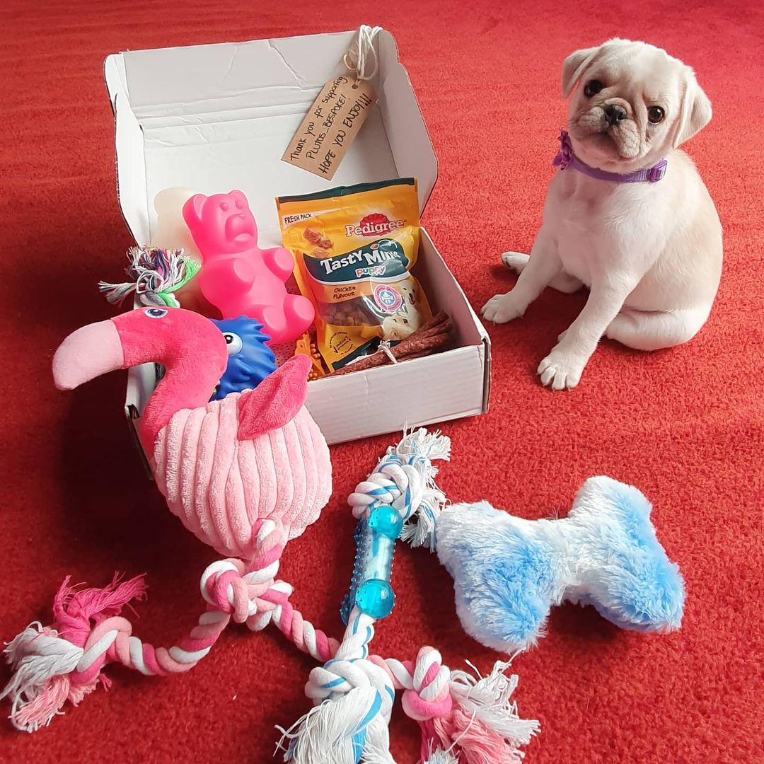 Olivie Pug puppy